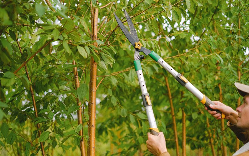 Tree trimming in Henderson, WV