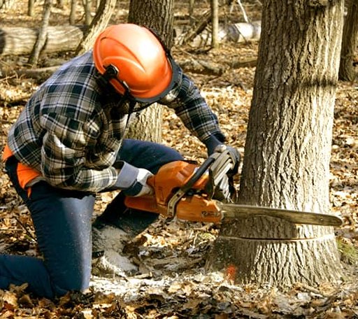 Tree Removal in Henderson, WV